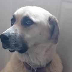 Anatolian Pyrenees from Alisha's Anatolian Pyrenees