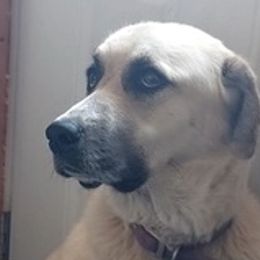 Anatolian Pyrenees from Alisha's Anatolian Pyrenees