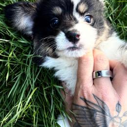 Teal boy - Black and tan male American Corgi puppy in Castle Rock, Washington from R and b corgis and farm