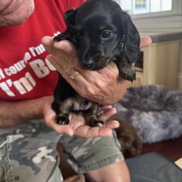 Dachshund Puppies from Hannau Doxies