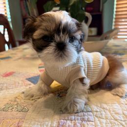 Bruno - Red and white male Shih Tzu puppy in Dallas, Texas from Heart and Soul Shih Tzu