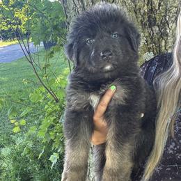 Odin - Blue male German Shepherd puppy in Watervliet, Michigan from M&M Shepherd Farms