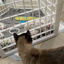 Dalmatian Puppies from Blue Moon Dalmatians