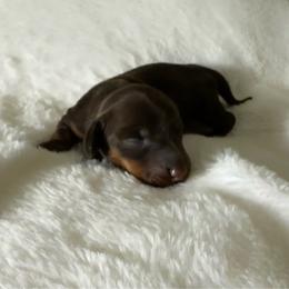 Heidi - Chocolate and tan female Dachshund puppy in Glen Saint Mary, Florida from 🍯 Honey Pot Dachshunds 🐾