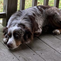 Miniature Australian Shepherds from Marsh Runner Aussies