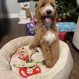 Goldendoodle Puppies from Muddydoodles