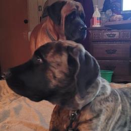 Willow Grove - Brindle female Mastiff puppy in Uhrichsville, Ohio from Angela's Mastiffs