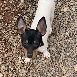 Toy Fox Terrier Puppies from Asgard Acres