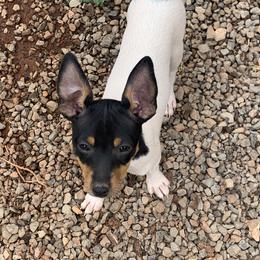 Toy Fox Terrier Puppies from Asgard Acres