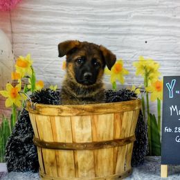 Mr. White Toes - Sable German Shepherd puppy in Kansas City, Missouri from Zwinger von dem Bauernhof