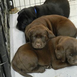 Labrador Retriever Puppies from Swift Run Labs