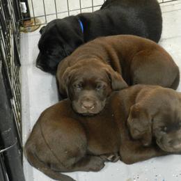 Labrador Retriever Puppies from Swift Run Labs
