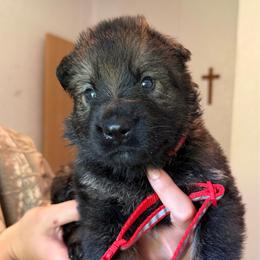Claudette - Sable female German Shepherd puppy in Winterport, Maine from Vom Stevens Old Fashioned German Shepherds