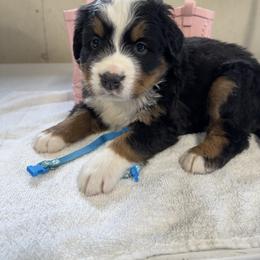 Teal - Black rust and white female Bernese Mountain Dog puppy in Delton, Michigan from Rocky Top Acres