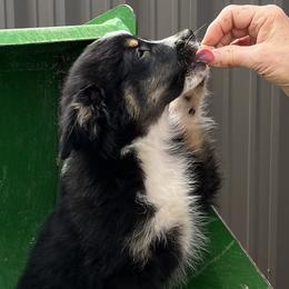 Victoria - Black tri female Miniature Australian Shepherd puppy in Godley, Texas from Nana and Paws Aussies