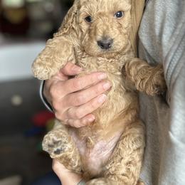 Poodle Puppies from Payette Poodles