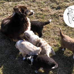 Australian Shepherd Puppies from Cedarville Aussies