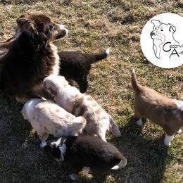 Australian Shepherd Puppies from Cedarville Aussies