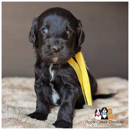 MOON - OFA-Genetics-2 Year Warranty. - Black male Goldendoodle puppy in Jeddo, Michigan from Apple Creek Doodles