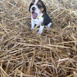 Beagle Puppies from HE Beagles