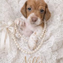 Nilla - Piebald female Dachshund puppy in New Caney, Texas from BouncinMiniWeenies