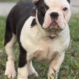 French Bulldogs from Lottie's Frenchies