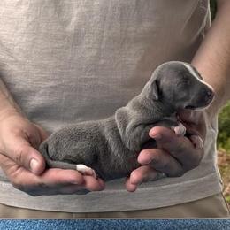 Boy 1 - Blue male Italian Greyhound puppy in Sugar Valley, Georgia from Pinnacle Farm and Kennel