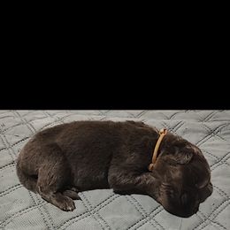 Brown - Newfoundland puppy in Caribou, Maine from Starfire Newfoundlands