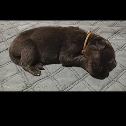 Brown - Newfoundland puppy in Caribou, Maine from Starfire Newfoundlands