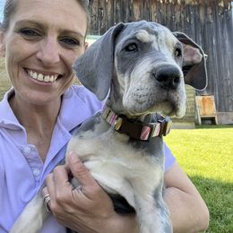 Great Dane Puppies from BkB’s House of Danes