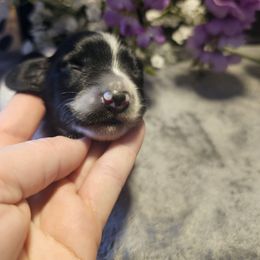 Elio - Piebald male Dachshund puppy in Poplar Bluff, Missouri from DT Dachshunds