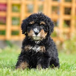 Taiga - Phantom female Bernedoodle puppy in Spokane, Washington from Lilac City Doodles