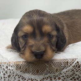 Dove - Cream female Dachshund puppy in Murfreesboro, Tennessee from Kimbrie's Dream Cream Doxies