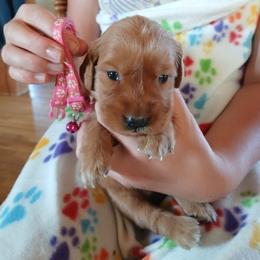 Pink - Dark golden female Golden Retriever puppy in Lanesboro, Minnesota from Eagle Ridge Golden Retrievers