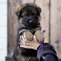 Fanta - Sable female German Shepherd puppy in Dacula, Georgia from FuryHaus German Shepherds
