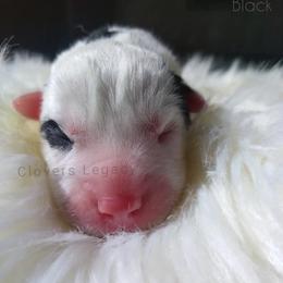 Woodstock - Siberian Husky puppy in Dunnellon, Florida from Clover's Legacy Siberians