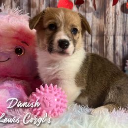 Australian Shepherd and Pembroke Welsh Corgi Puppies from Lewis Aussie’s & Corgi’s