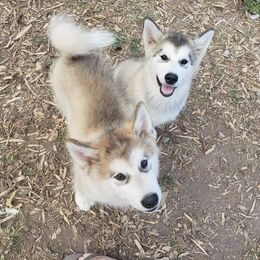 Alaskan Malamute Puppies from Maelstrom Alaskan Malamutes