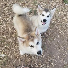 Alaskan Malamute Puppies from Maelstrom Alaskan Malamutes
