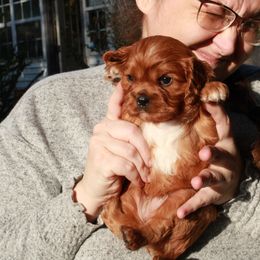 Cavalier King Charles Spaniel Puppies from Critter's Cottage Cavaliers