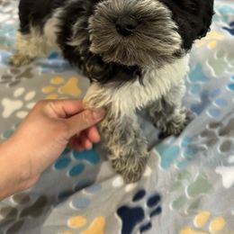 Pup #5 - Parti Miniature Schnauzer puppy in Columbia, South Carolina from DM Schnoodles and schnauzers