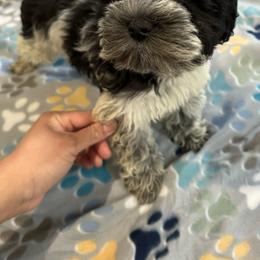 Pup #5 - Parti Miniature Schnauzer puppy in Columbia, South Carolina from DM Schnoodles and schnauzers