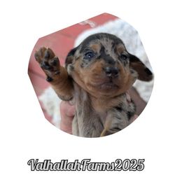 Smidge - Dapple female Dachshund puppy in Sebring, Ohio from Valhallah Farms