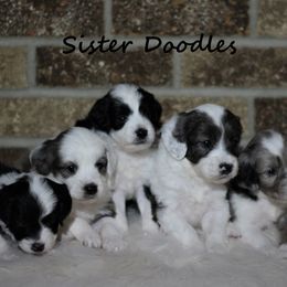 Goldendoodle Puppies from Sister Doodles