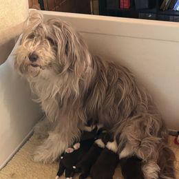 Brownie - Bearded Collie