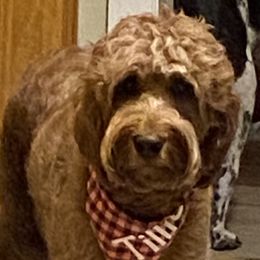 Tillie - Goldendoodle