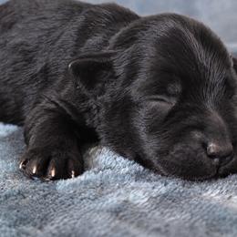 Onyx AKC Ecuadorian Imported Champion Lines - Black female Miniature Schnauzer puppy in Saratoga Springs, Utah from Happy Beard Schnauzers
