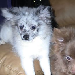Hunnibunnies Gomez Addams - Blue merle male Pomeranian puppy in Cleveland, Ohio from Hunnibunnies