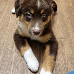 Australian Shepherd Puppies from Georgia Peach Aussies