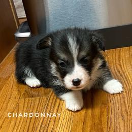 Chardonnay - Black and tan female Pembroke Welsh Corgi puppy in Vernal, Utah from Bingo's Kennel